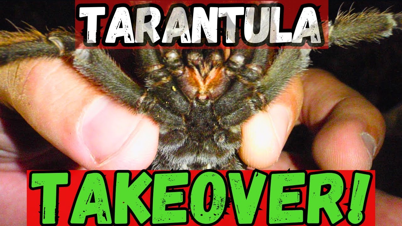TARANTULA Takeover! Why these fuzzy fangs are nicer than you think.