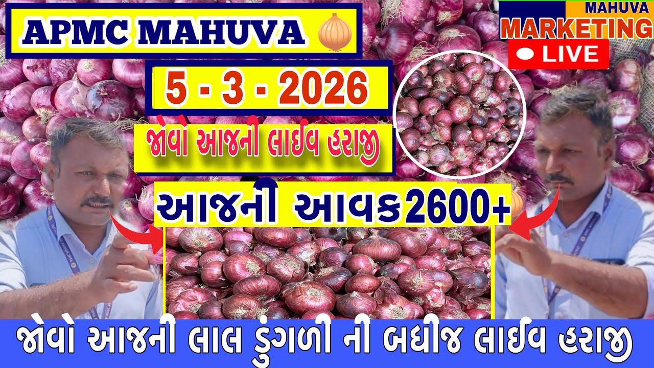 જોવો આજની બધીજ લાલ ડુંગળી ની લાઈવ હરાજી | APMC MAHUVA | આજની આવક 2600+ થેલા આખી |