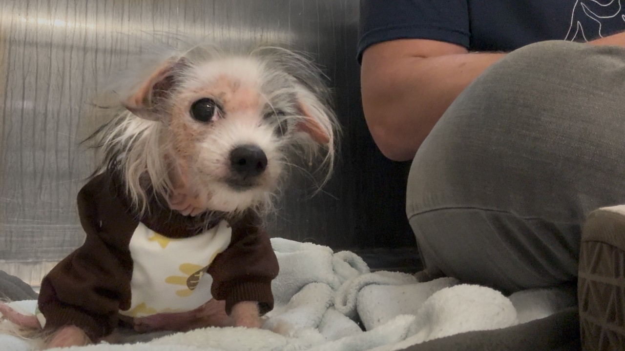 Watch the Moment this Neglected Dog is Reunited with Her Sister 🥹