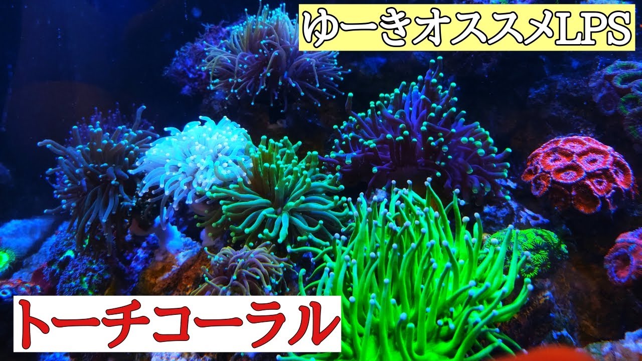 （海水水槽）マリンゆーきおススメLPS　トーチコーラル特集！