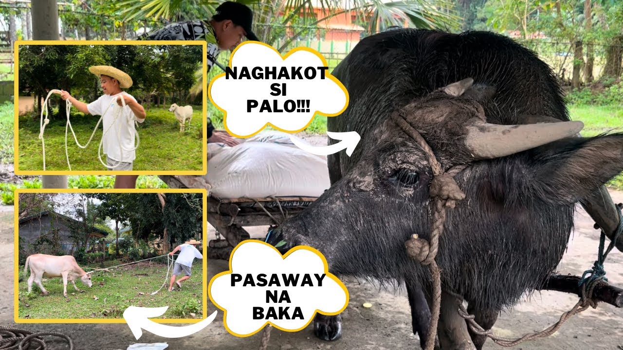 Nanghuli tayo ng pasaway na Baka + Paghahakot ng Kalabaw nating si Palo