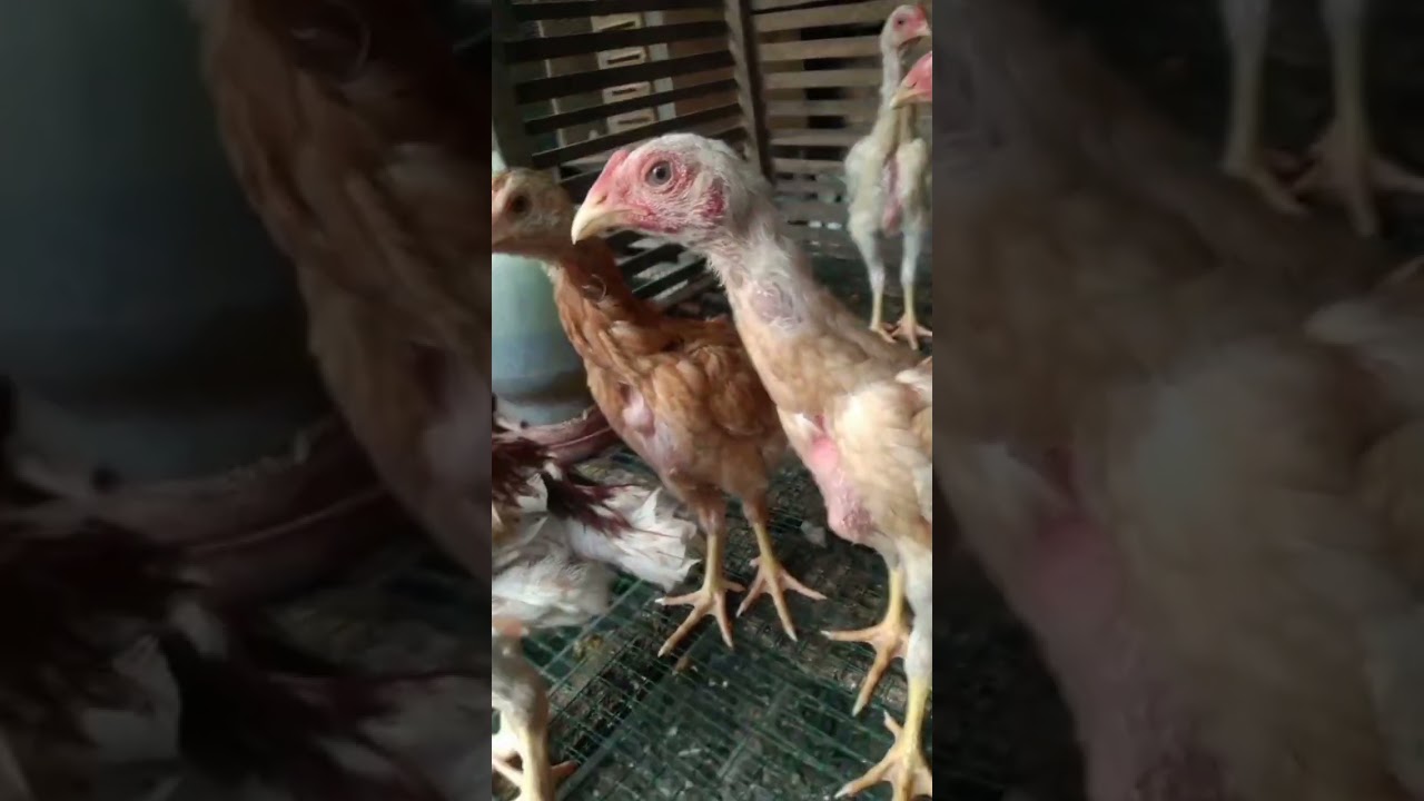 Langkah Dasar Dalam Ilmu Breeding Ayam petarung By : Asia Breeder New 