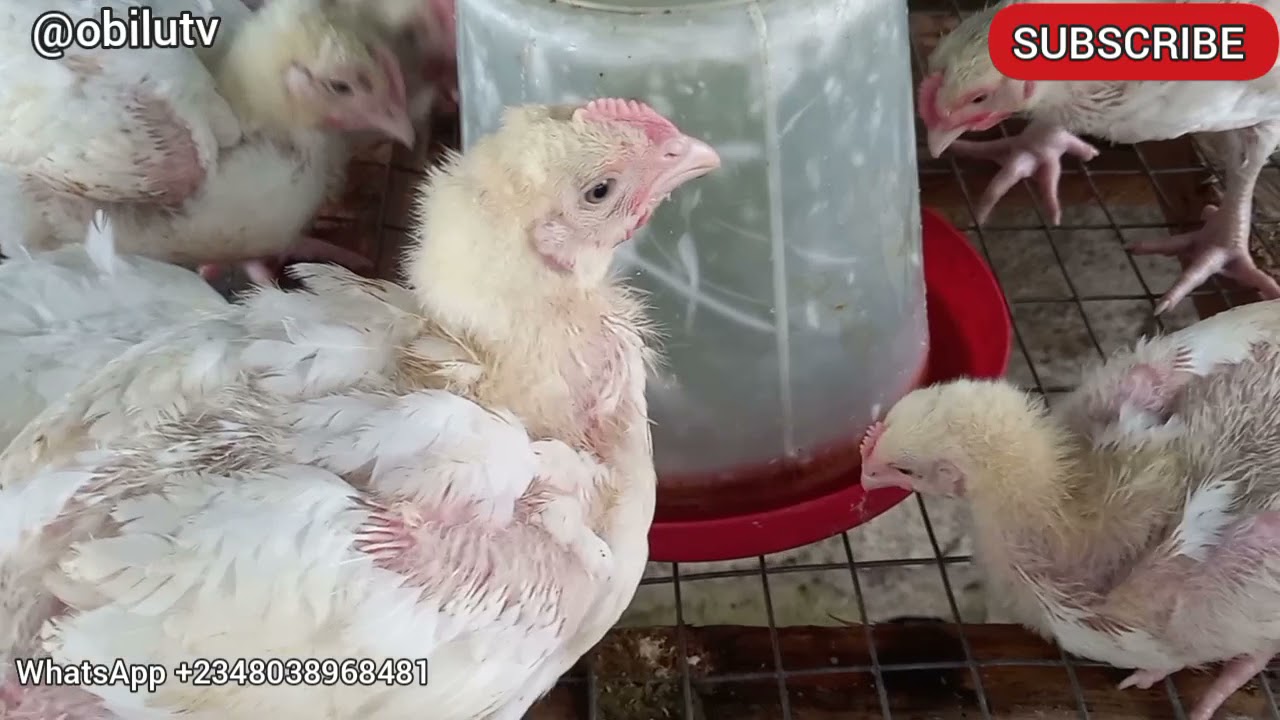 SUSPENDED POULTRY PEN 
FLOORING TECHNIQUE #organicfarm  #broilers #diseasecontrol