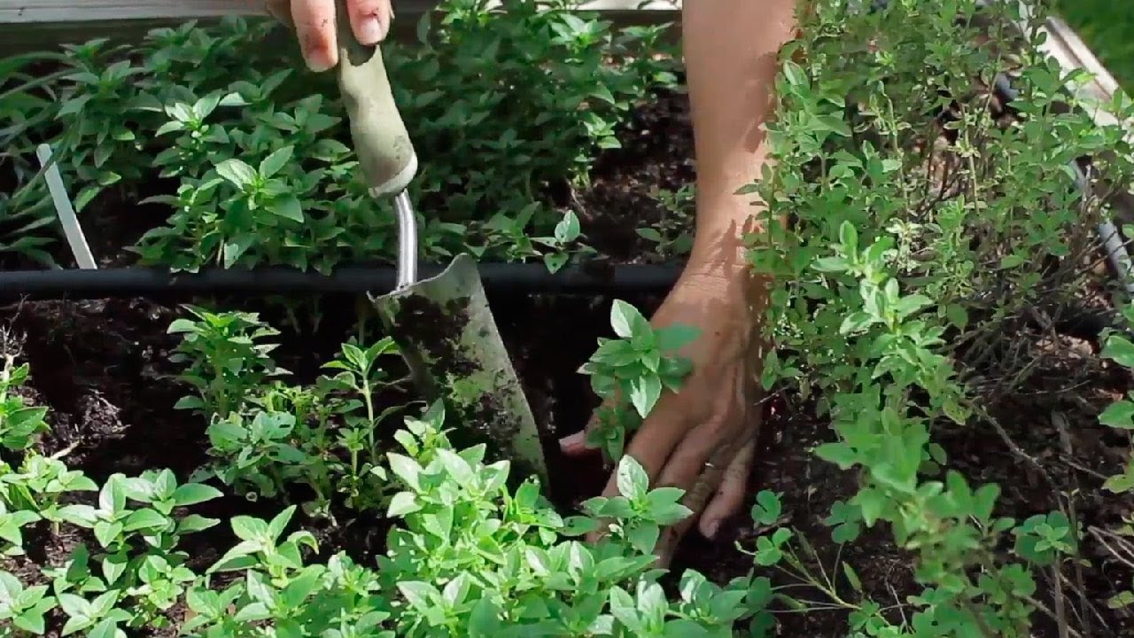 Taller de Huerta [6/7] - Mantenimiento