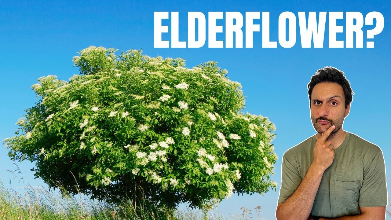 Elderflower: How to Identify & Avoid the Lookalikes