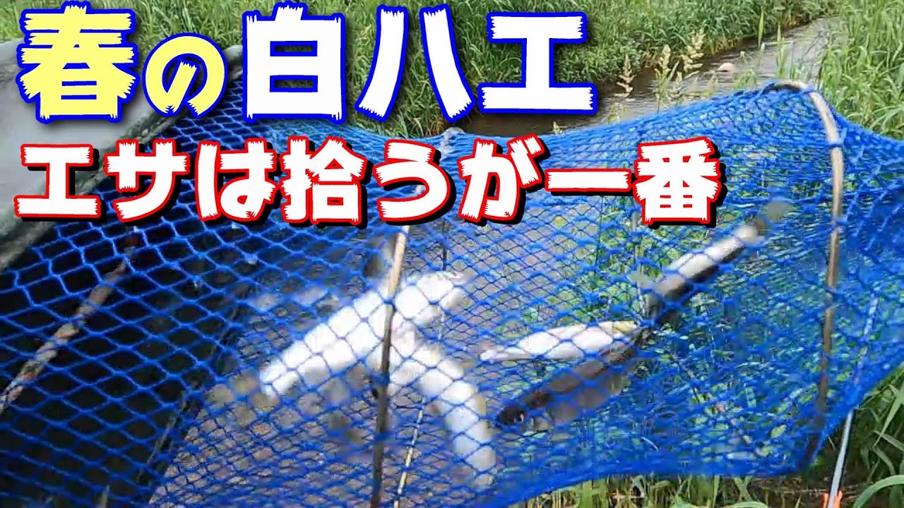 最強エサは現地調達！白ハエ釣り