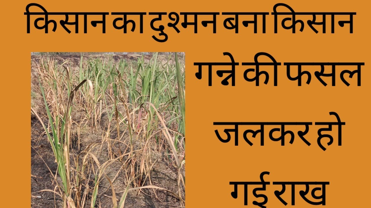 किसान का दुश्मन बना किसान।  गन्ना किसान का हुआ हजारों में नुकसान 