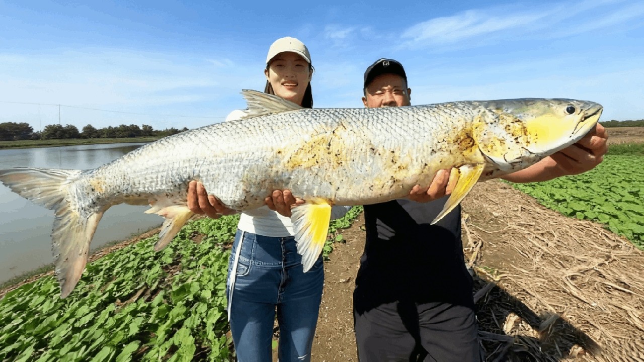 養殖戶塘裏有水怪？小魚苗都被吃了，連漁網都困不住它！【娜小娜愛釣魚】