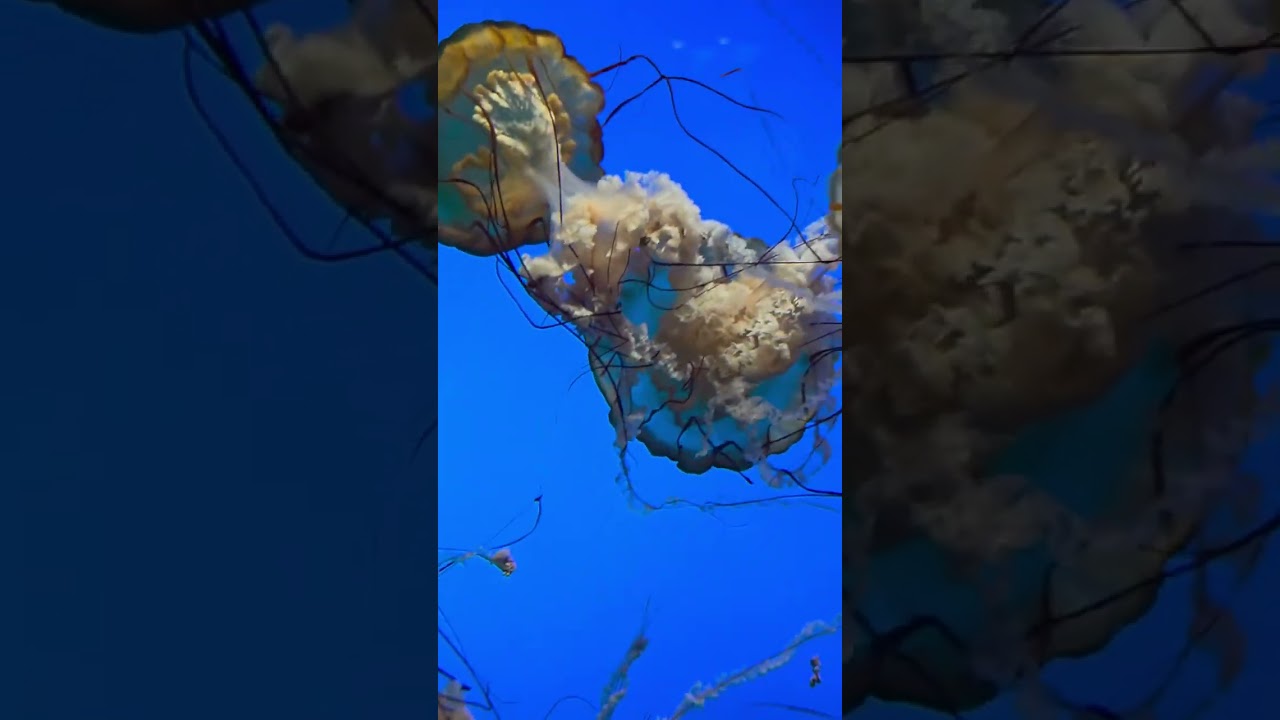 Take a mental rest,  here are some jelly fish floating along to pink floyd.#moodygardens #pinkfloyd