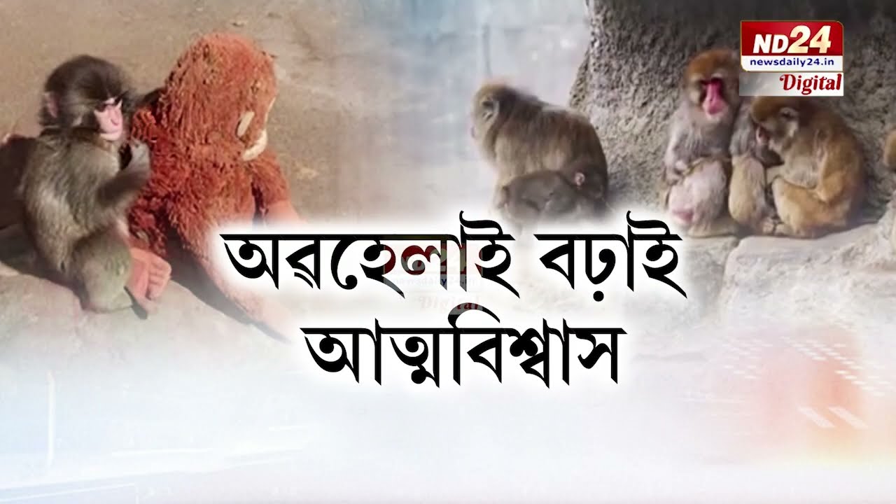মাকৰ উম বিচাৰি এটা পুতলাৰ মাজতেই  নতুন সংগী বিচাৰি পালে এটা বান্দৰৰ পোৱালিয়ে..