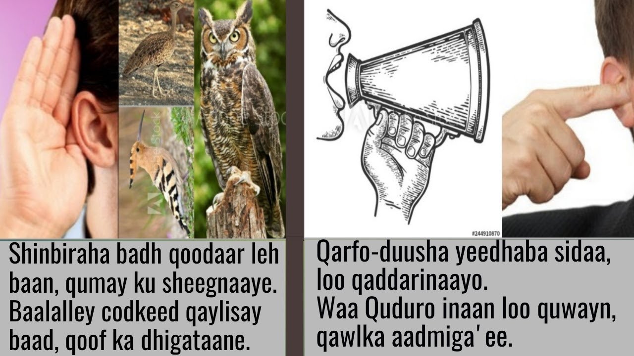 |GABAYGII // QODOB // ABWAAN CABDULLAAHI (DHOODAAN) EHUN