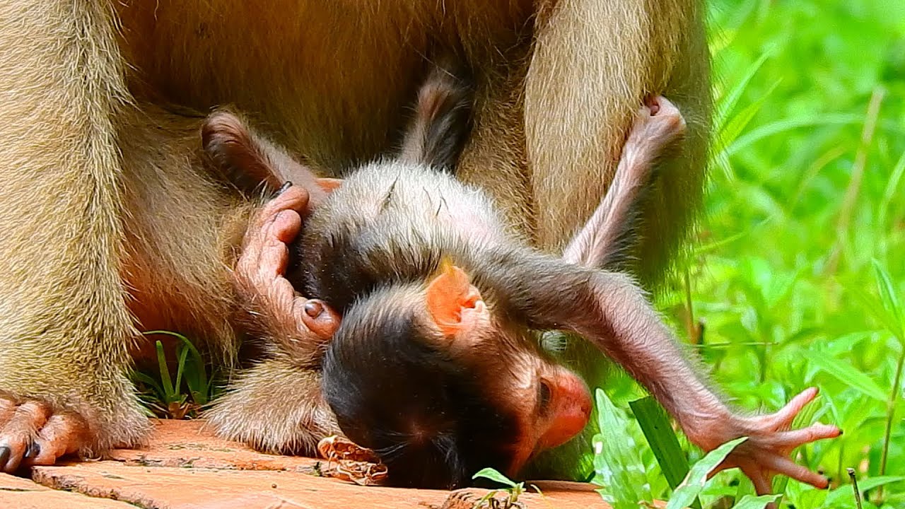 welcome newborn! Baby monkey of Amber group!