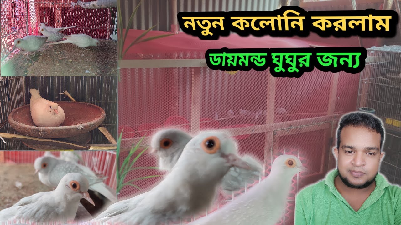 আলহামদুলিল্লাহ ডায়মন্ড ডাভ এবং জাভা পাখির জন্য কলনি বানালাম।Diamond Dove Pakhi Palon।Dove Colony