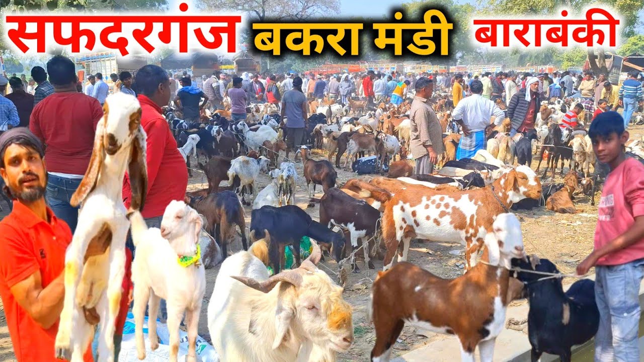 आज सफदरगंज बकरा मंडी में बहुत बकरे आये |28 Feb 26 |Saturday Safdarganj Bakra Mandi Barabanki 