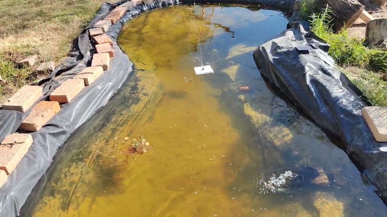 Probando panel flotante con fuente para mi lago de peces!!! #lago #acuario #peces #solar 