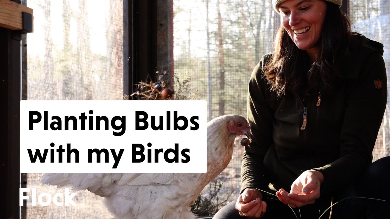 Planting Spring Bulbs in Pots with Chickens 🌷🐓 || Flock Finger Lakes