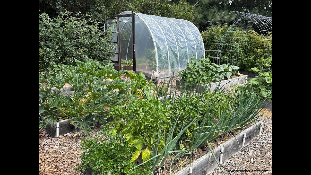 July Vegetable Garden Tour (2025) #28