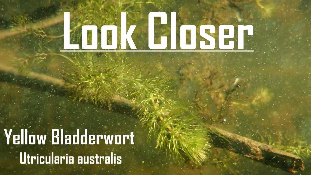 Wild carnivorous plants - Yellow Bladderwort
