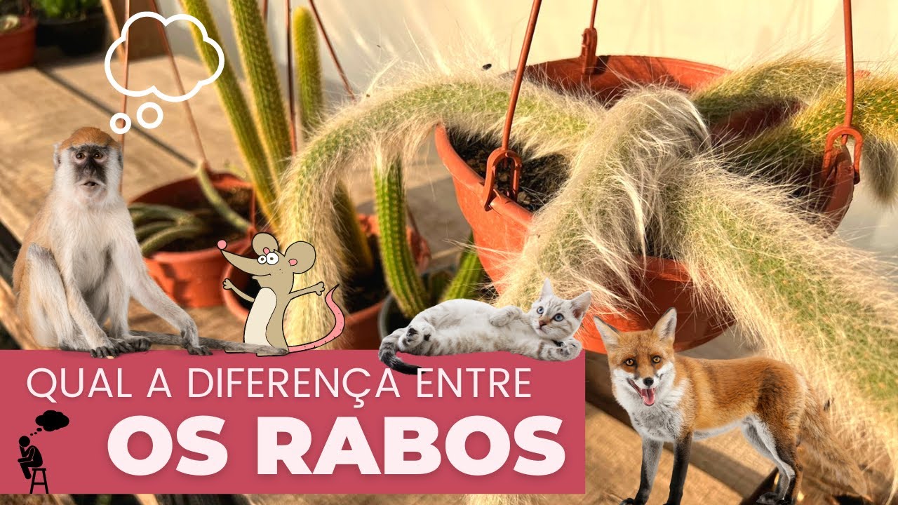 QUAL A DIFERENÇA ENTRE OS RABOS? (MACACO / GATO / RATO E RAPOSA )