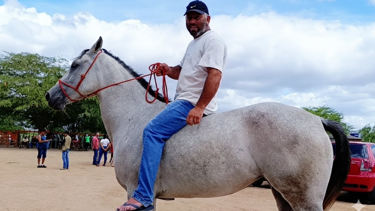 Os Melhores cavalos de Altinho, cavalos de luxo aqui no tv top vaquejada #cavalo 