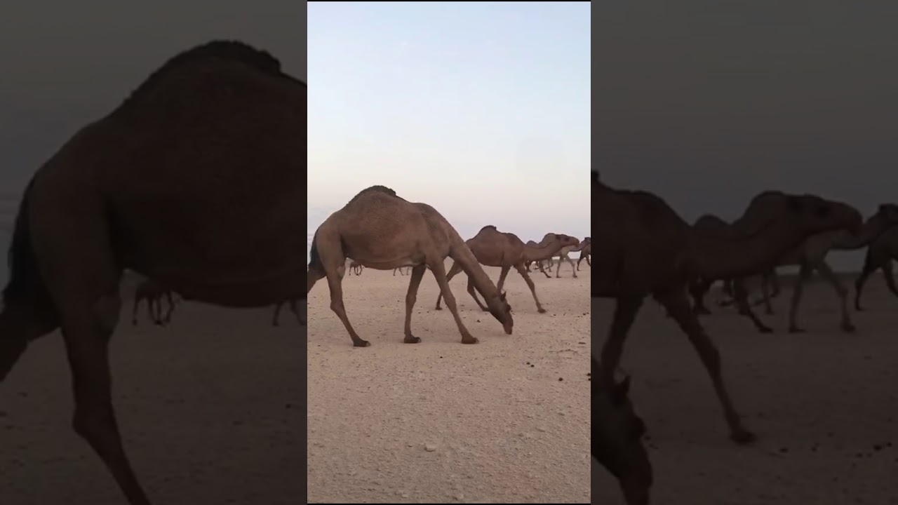 ابل الدويش  الشيخ بدر بن ماجد الدويش