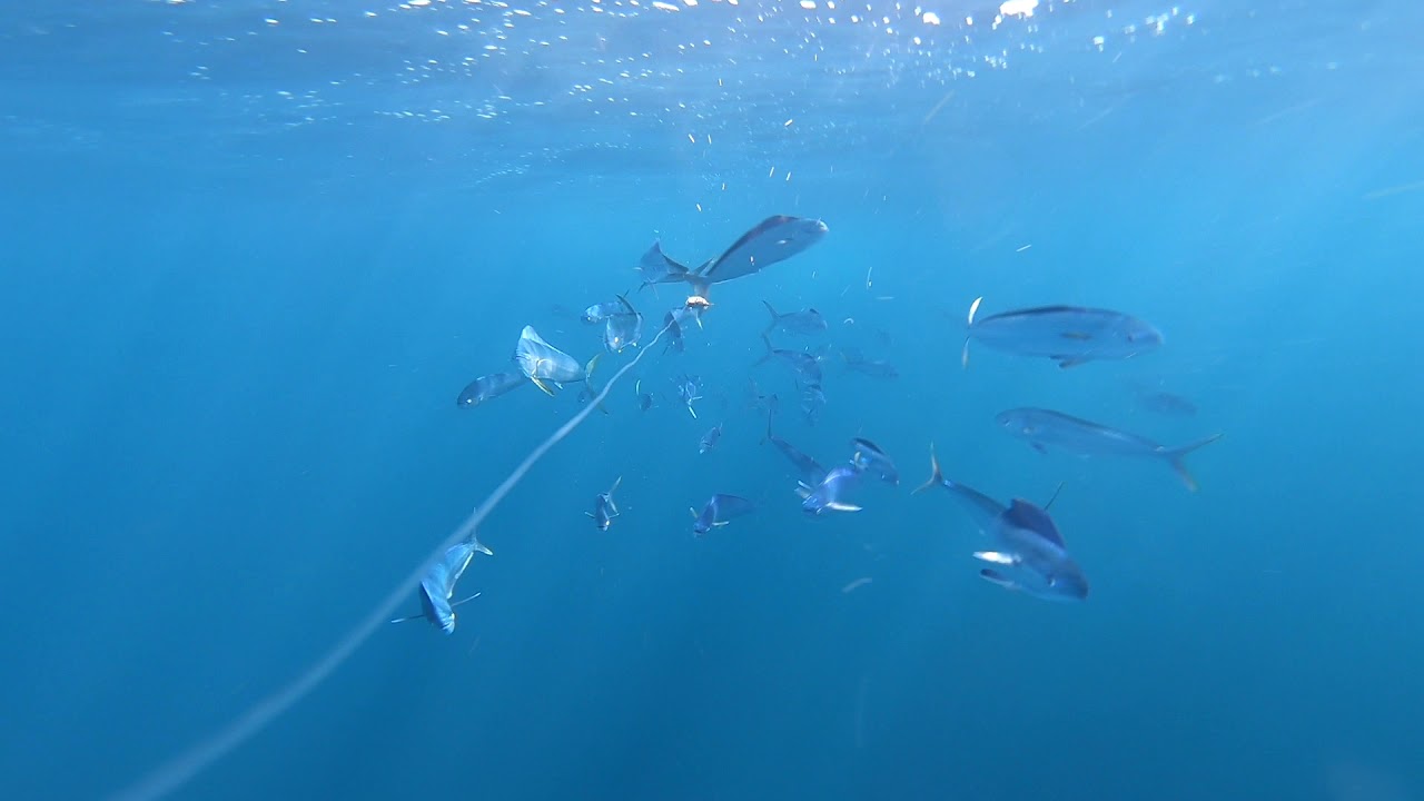 Mahi Mahi Underwater School of Fish in New Jersey!!