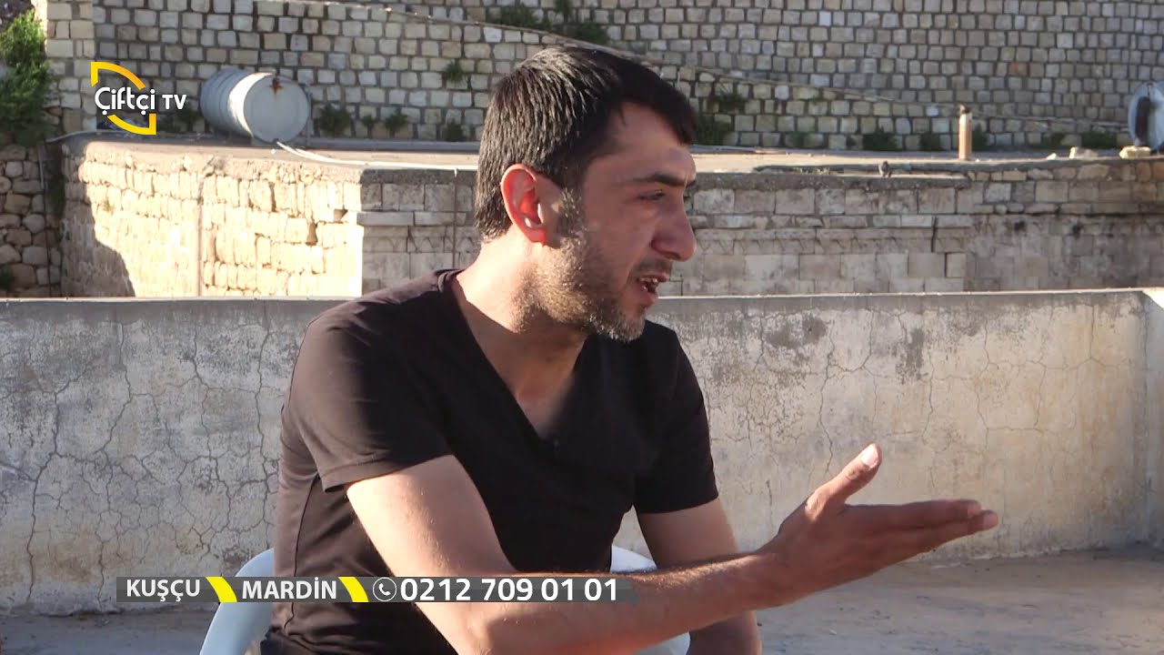 Kuşçu - Irak Musul ve Miro Güvercinleri Nasıl Yetiştirilir?