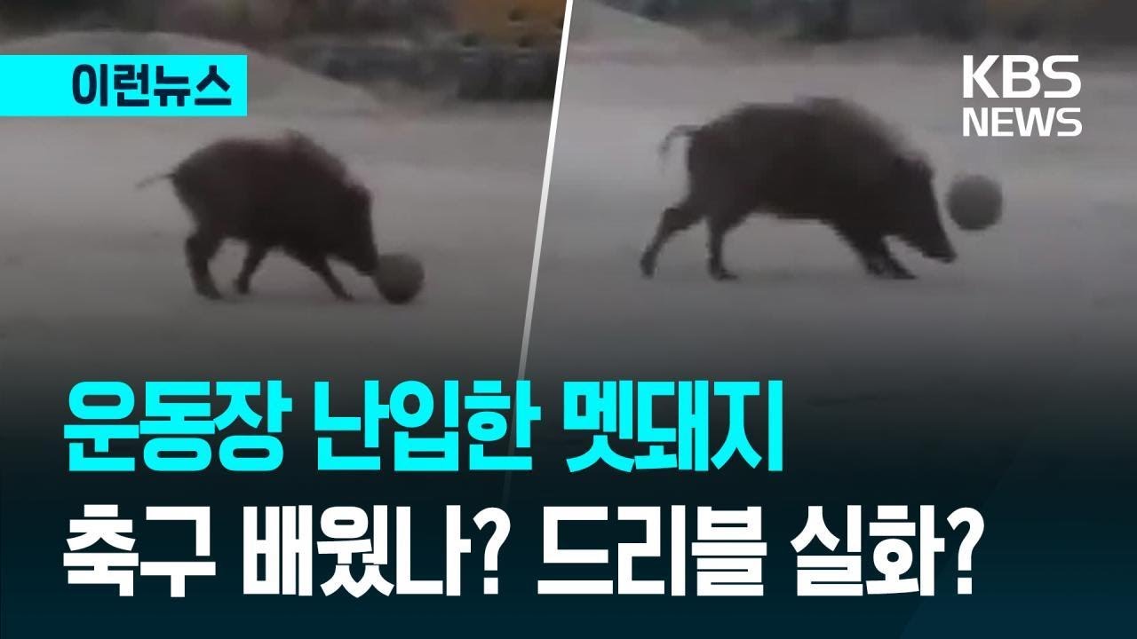[이런뉴스] 일본 초등학교 난입한 멧돼지…축구공 드리블 하네? / KBS 2026.03.11.