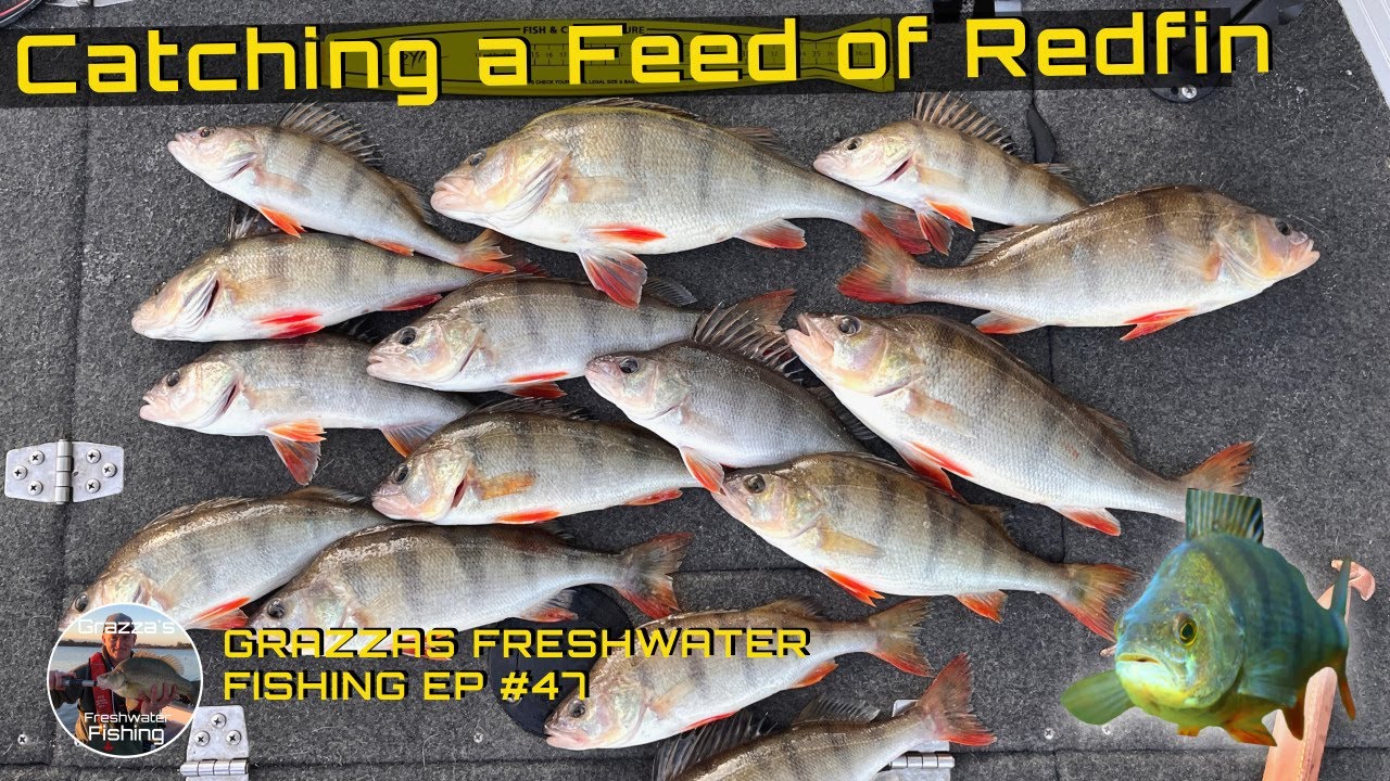 Catching a Feed of Redfin | Lake Eppalock Fishing