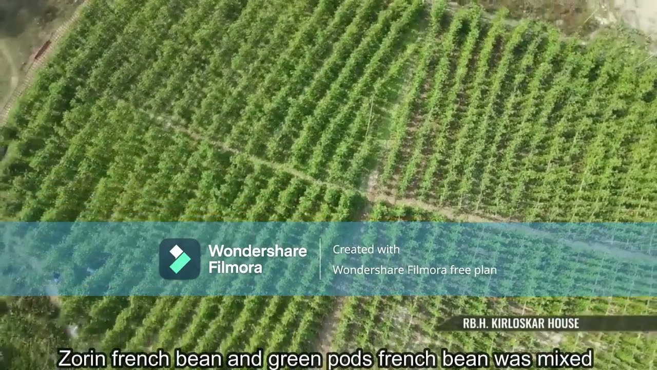 Successful Zorin bean growers from Mizoram