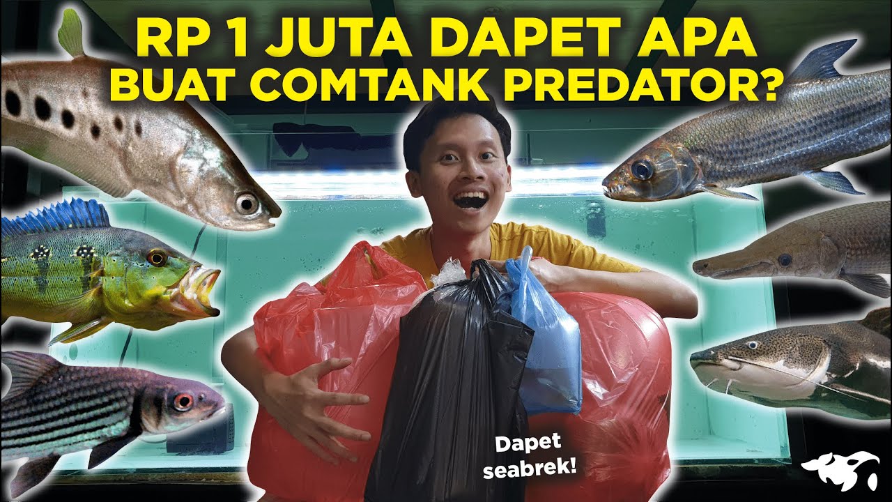 DAPET SEABREK! MODAL RP 1 JUTA BIKIN COMTANK PREDATOR DAPET IKAN APA AJA YA?