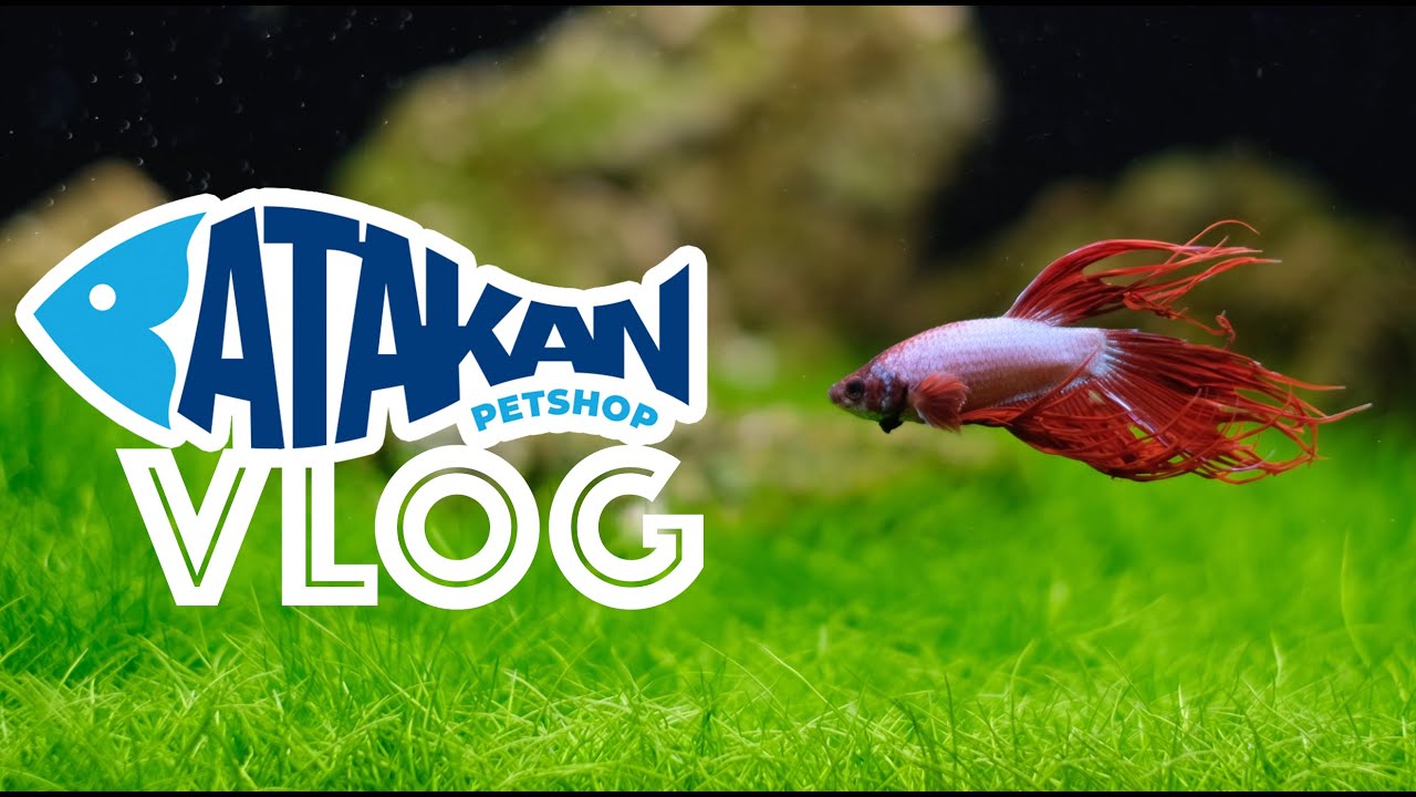 Atakan Petshop Avcılar Vlog