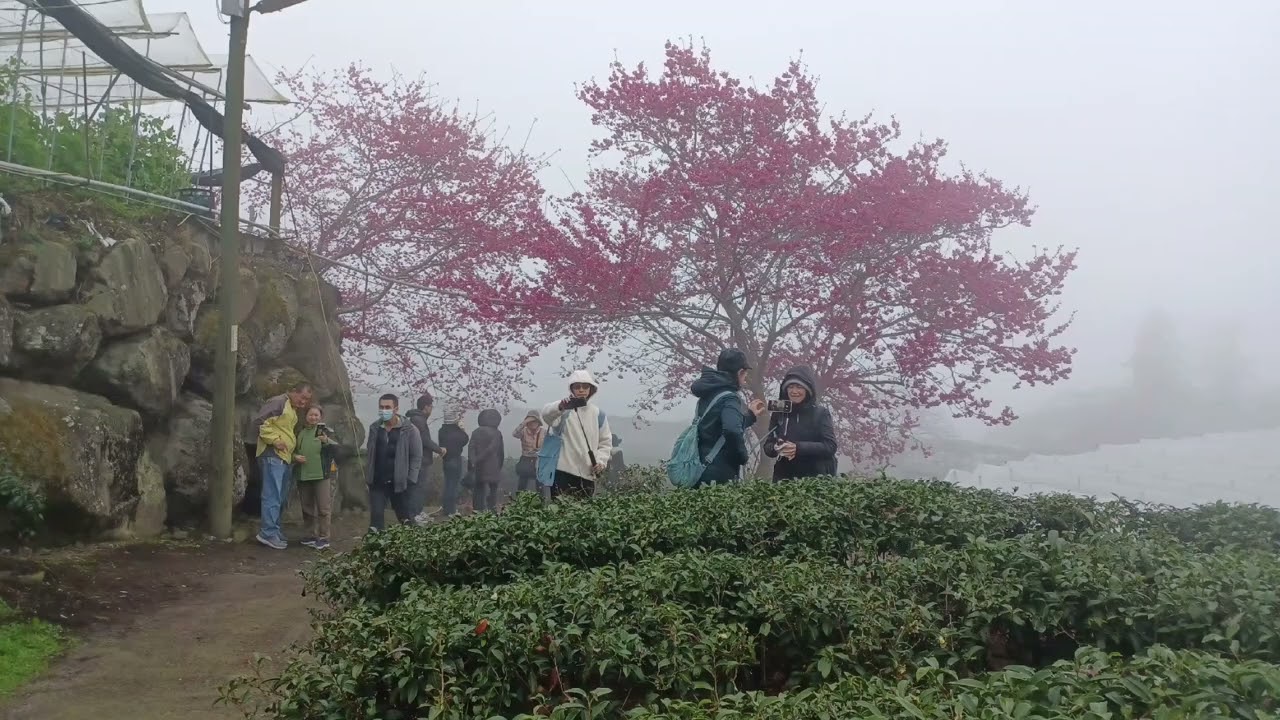 20260208 南投草坪頭櫻花季賞李花和櫻花幻燈片