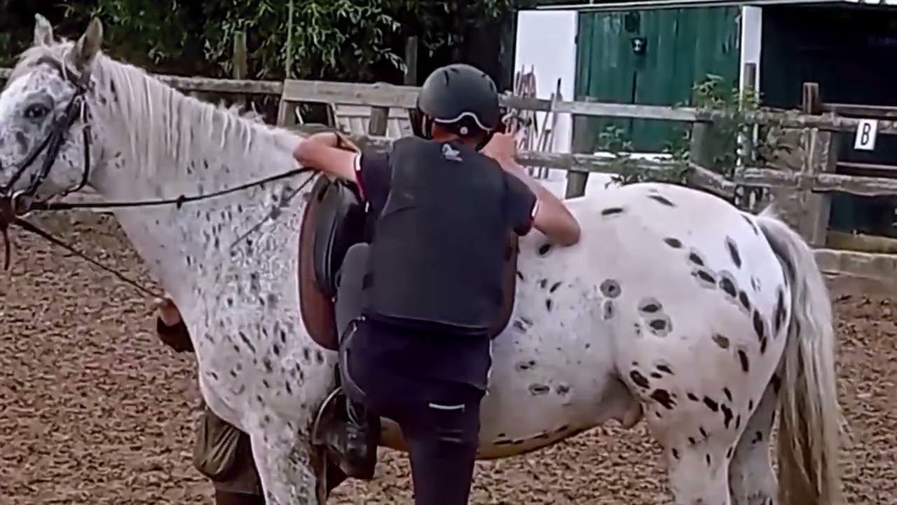 paardenGek