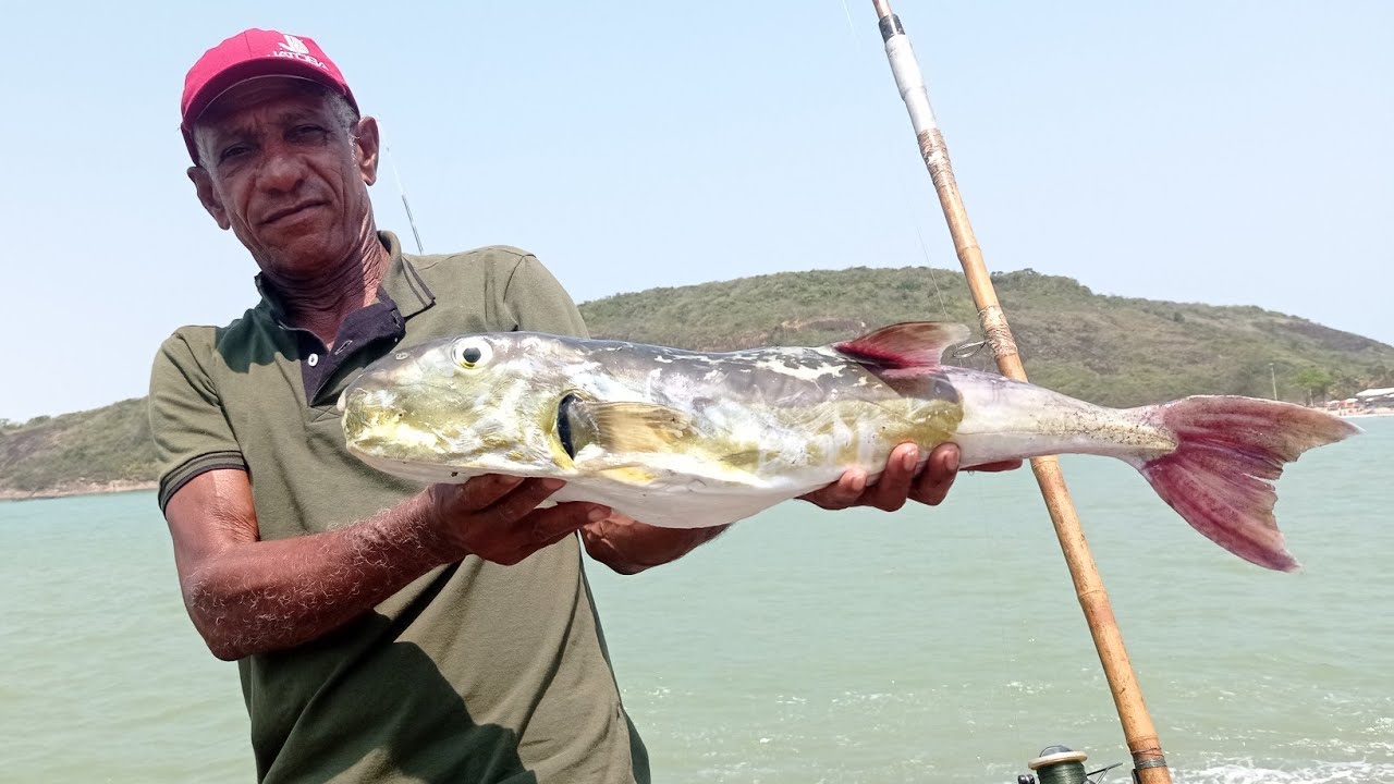 SARDINHA EM ÓLEO COM PEITO DE FRANGO ISCA INFALÍVEL NA PESCARIA DE BAIACU GUARAPARI ES PESCARIA...
