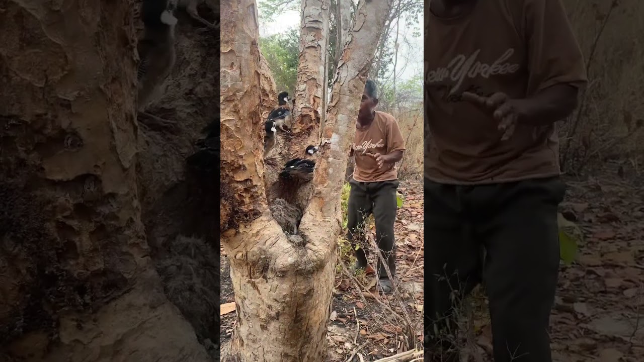 A man see baby birds on a tree nest part 06. #birds #nature #animals #wildlife #forest #tree #nest