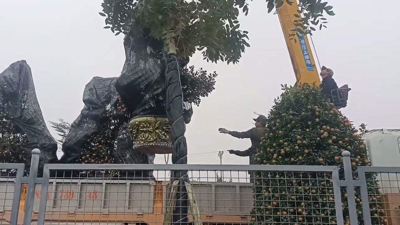 Dùng xe cẩu chuyển cây quất cho khách,tất bật những ngày cuối năm
