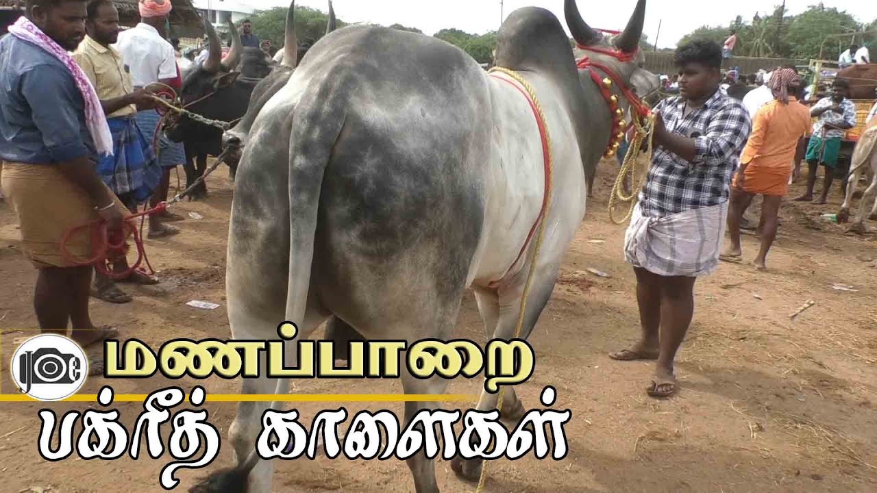 Manapparai mattu santhai | மணப்பாறை மாட்டு சந்தை