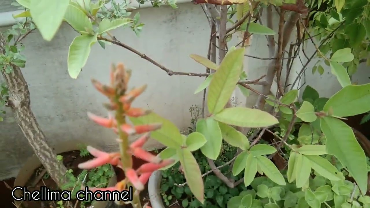 கற்றாழை உங்கள் வீட்டில் பூ பூத்தால் நீங்கள் பெரும் அதிர்ஷ்ட்டசாலி