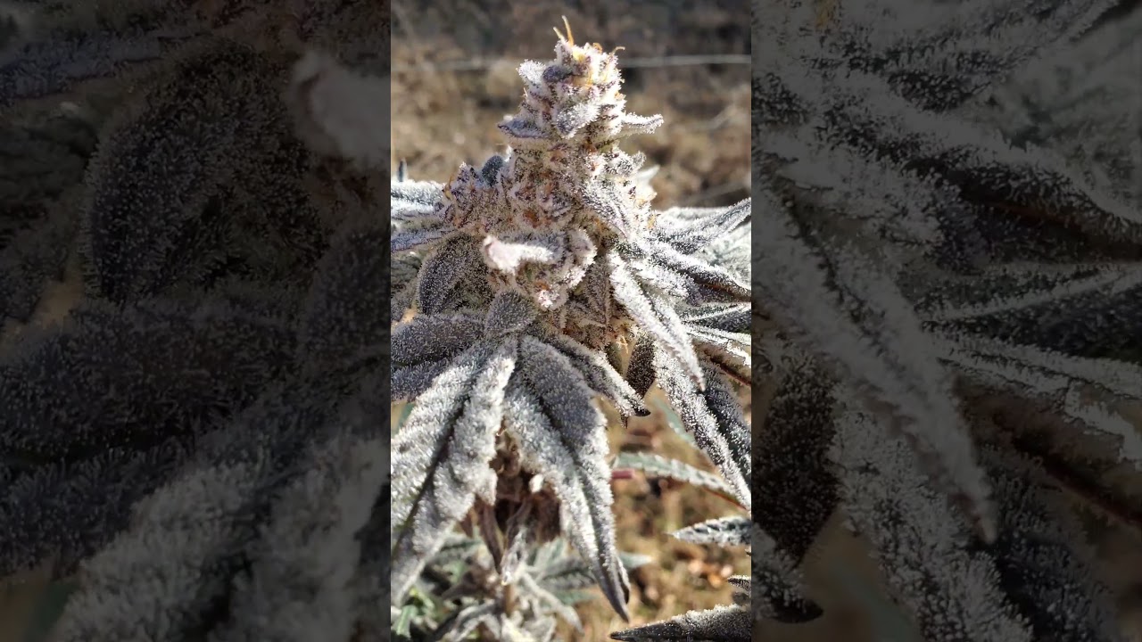 White Truffles S1 By Beleaf grown by the_frost_farmer on IG and Twitter