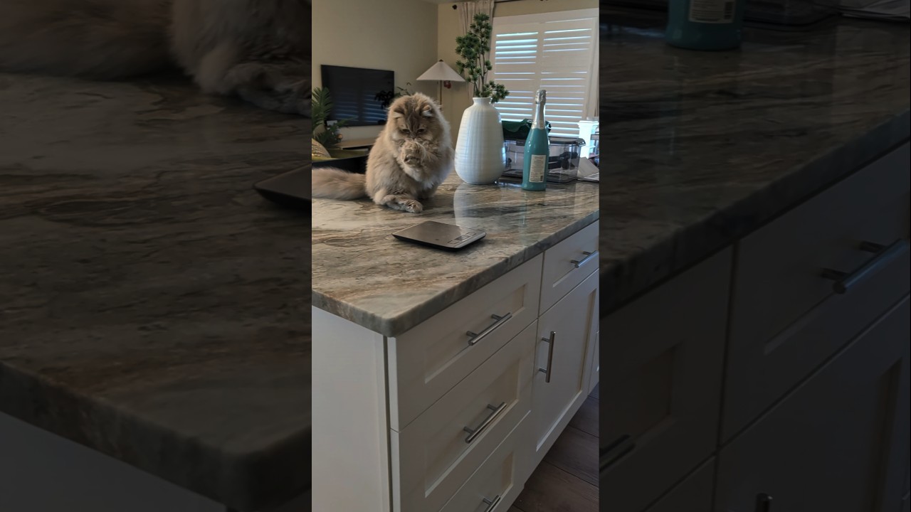 This cats reaction to catching a fly is adorable