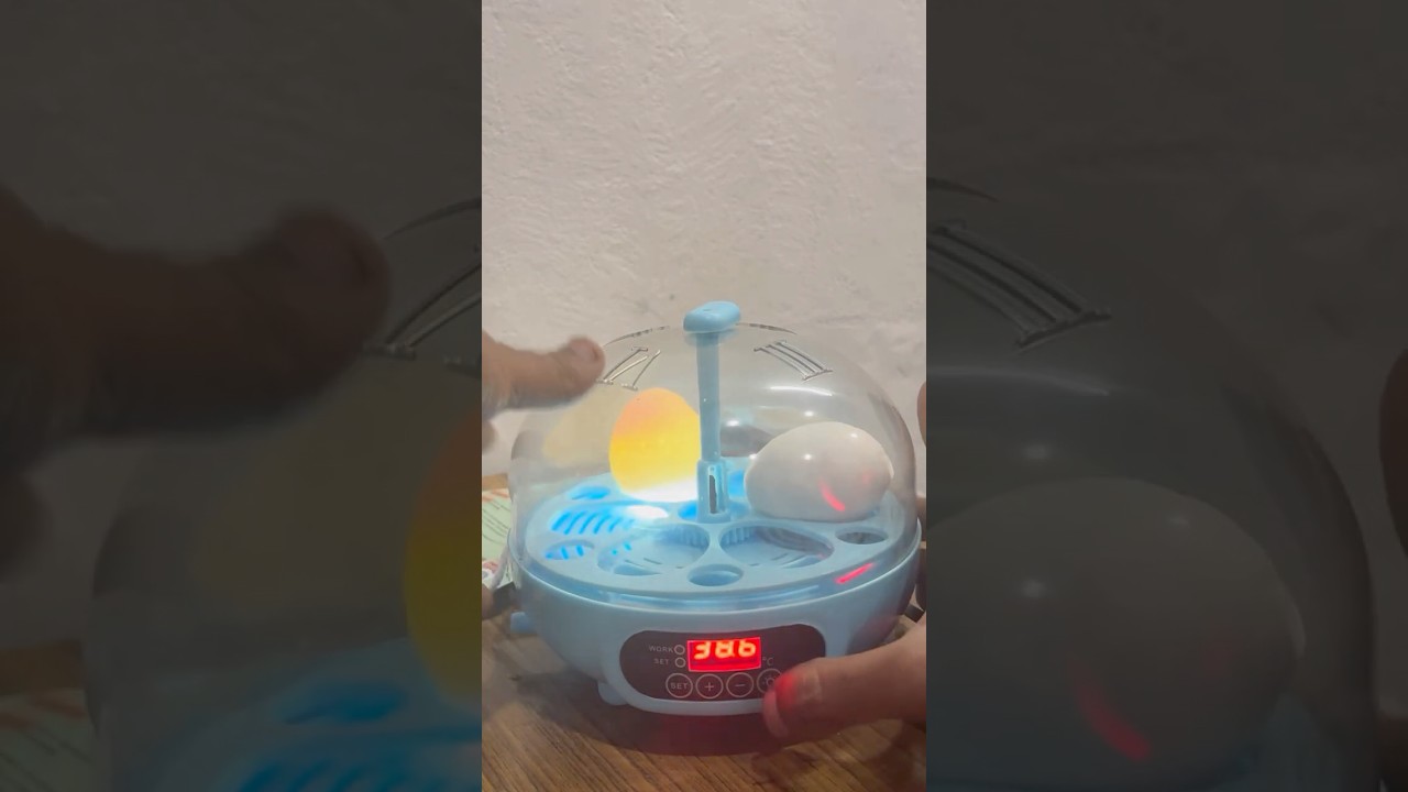 🐣Egg Hatching at Home Made Easy🪺Mini Egg Incubator with Tester 