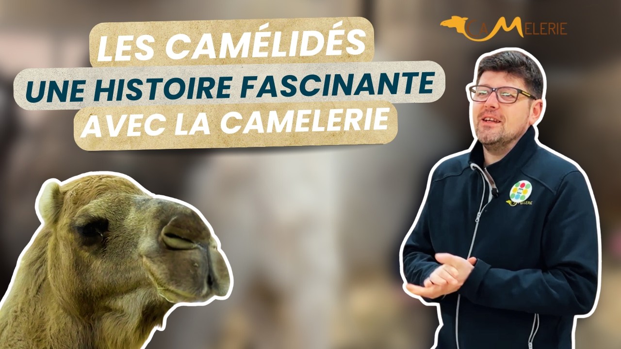 Chameaux, Dromadaires, Alpagas... La camelerie nous dit tout sur les camélidés !
