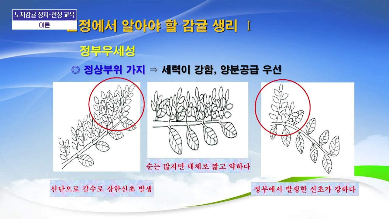 2023년 감귤류 정지전정교육 노지감귤 이론편