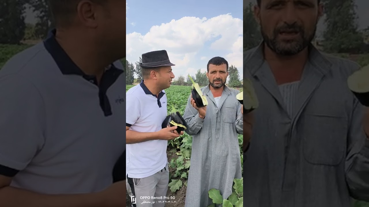 باذنجان رومي أبو صلاح يبدع في البرد