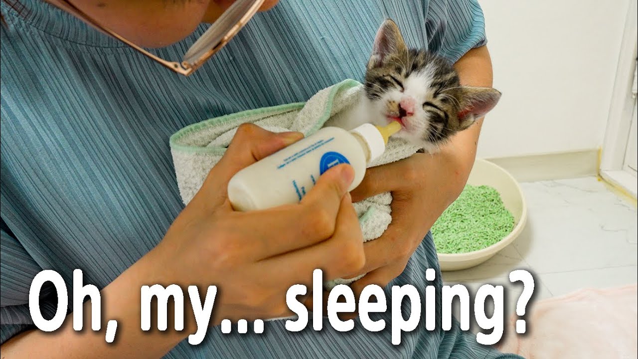The Rescued Kitten Eating Its First Meal with the Most Beautiful Smile in the world