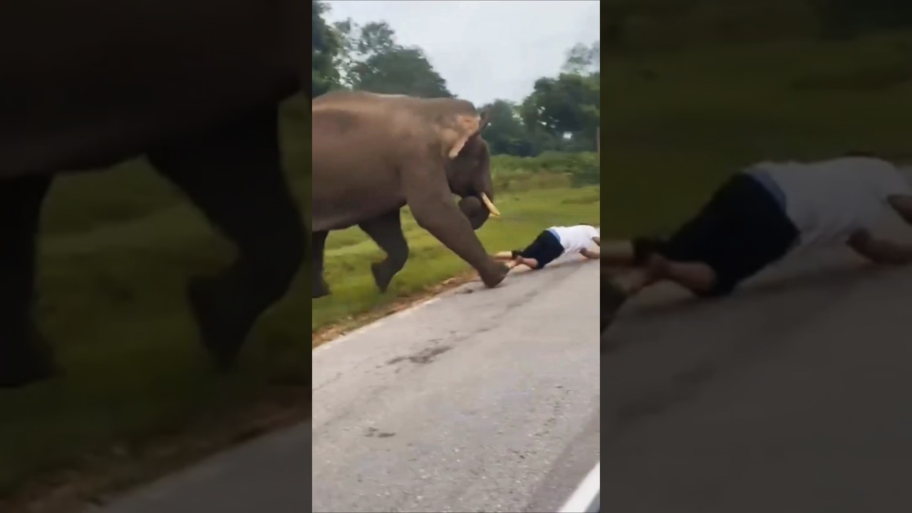 Elephant Attack #shorts #youtubeshorts #short #wildlife #elephant #trending #viral