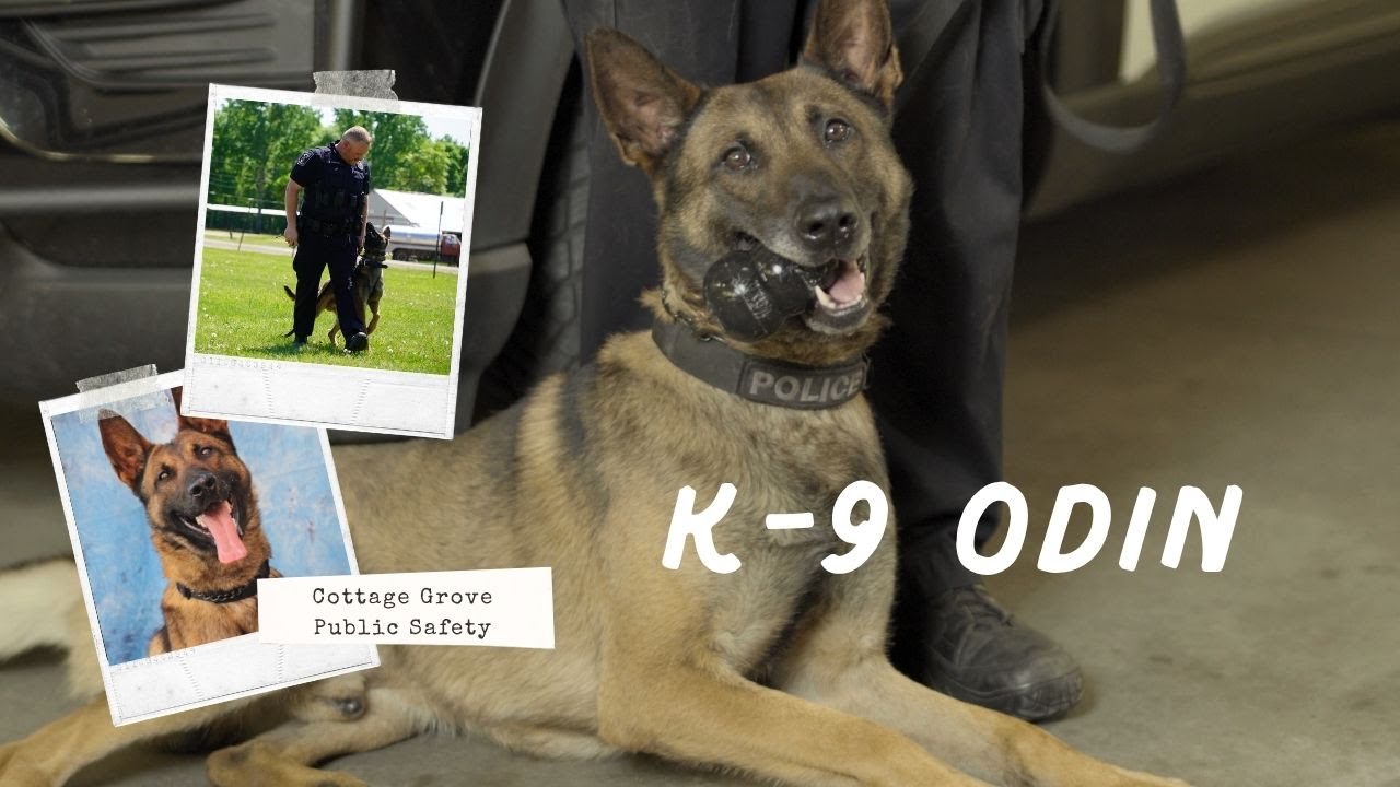 🐾 Meet Cottage Grove K-9 Odin! 🚔