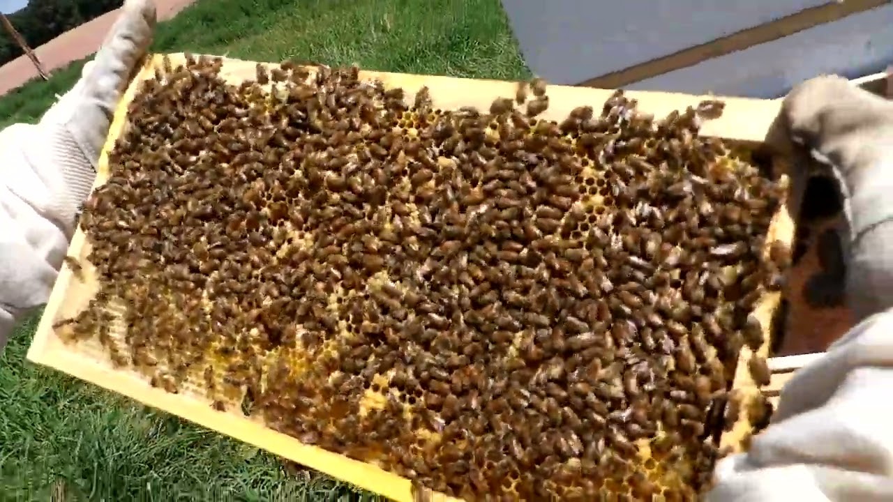 Thorough Hive Inspection 