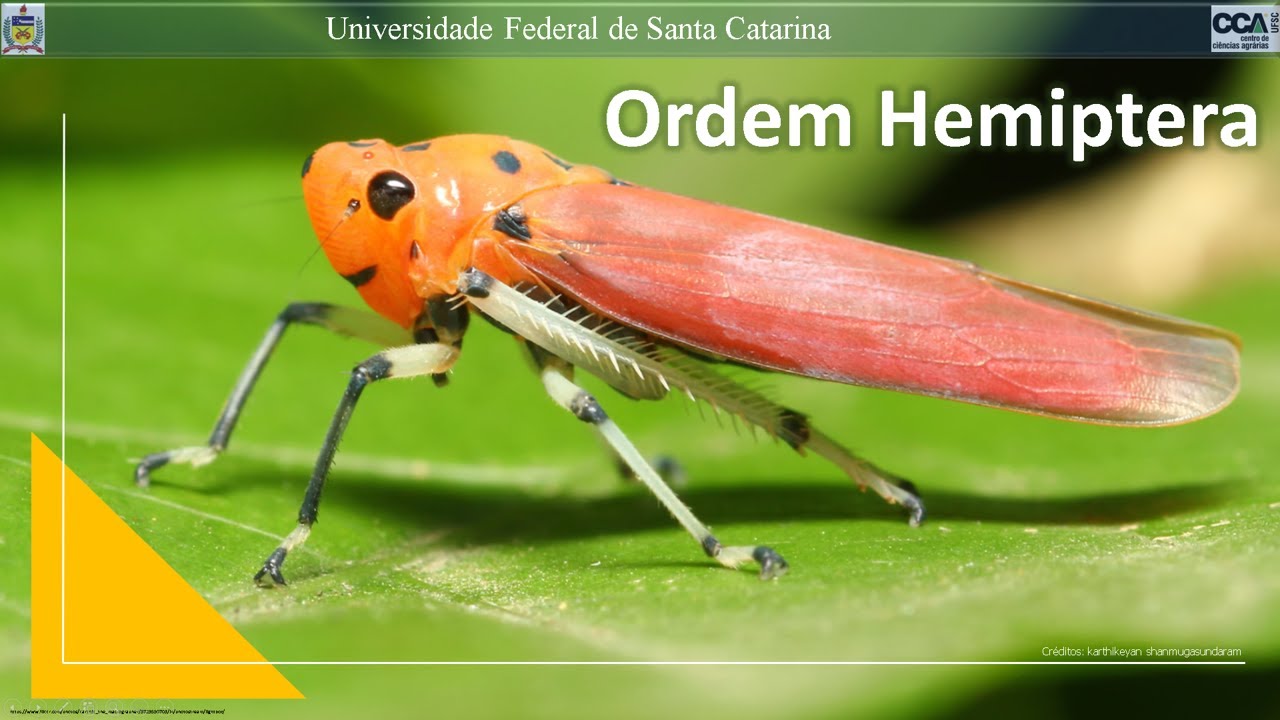Hemiptera  (Auchenorrhyncha e Sternorrhyncha)